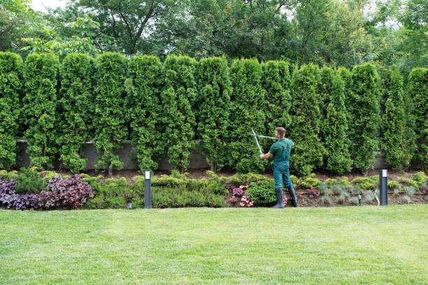 Lawn Watering Services in Downers Grove, IL